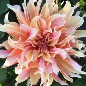 Meet your Posher, Angie